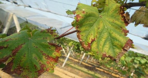 叶片边缘黄了怎么回事？缺钾？肥害？