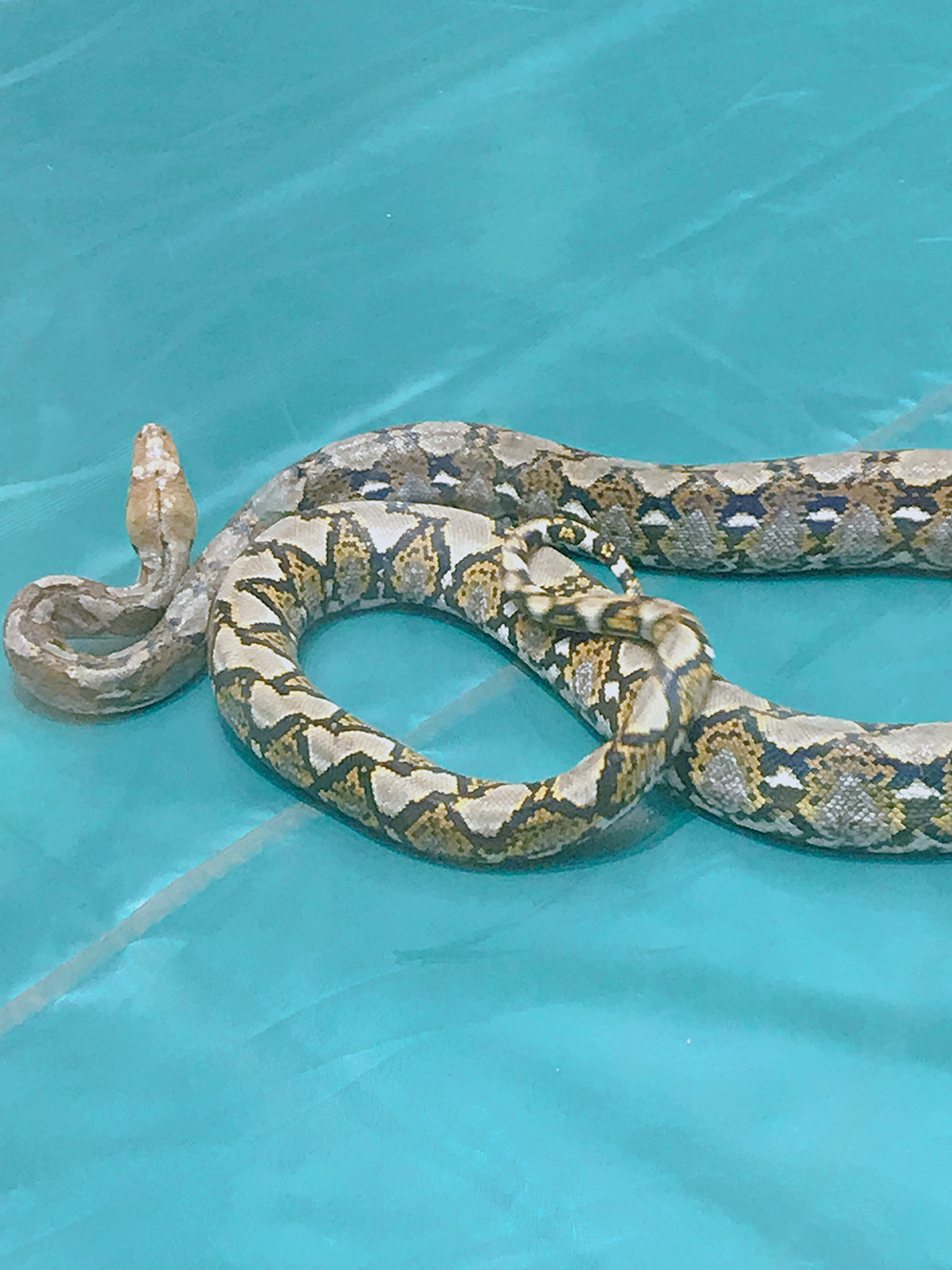 有什么事是你去了泰国才知道的,去了泰国回来就变样了