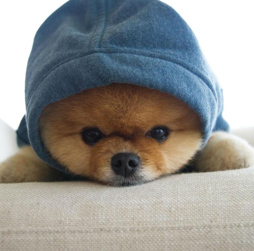 博美狗狗发疯一样到处乱跑,博美狗狗乱拉屎被打