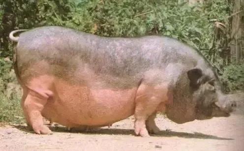 各个省份的国宝,广东十大国宝