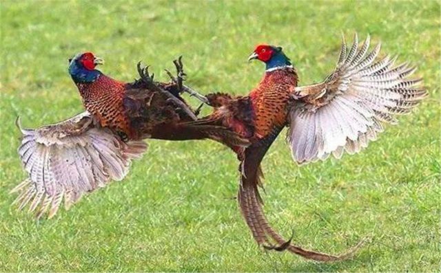 上山甲鱼莫伸手下山野鸡能碰吗,上山甲鱼莫伸手下山野鸡不能碰