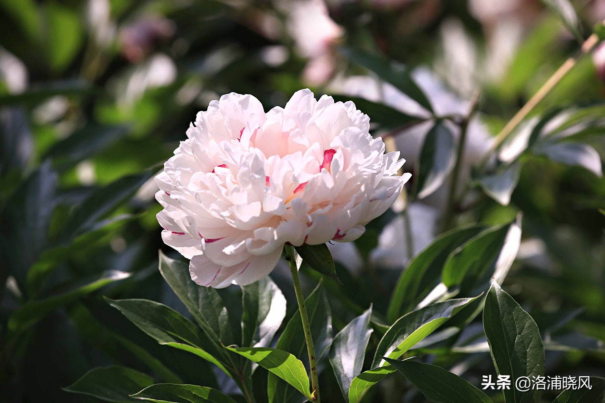 大院绿化的回忆——顺便看看院里的芍药定个究竟有多少种？