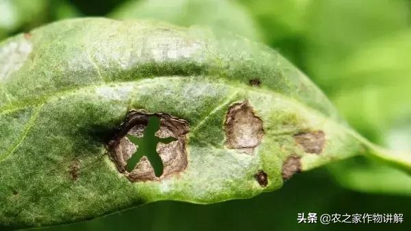 枸杞病虫草害及其防治彩色图谱,枸杞的病虫害怎么治