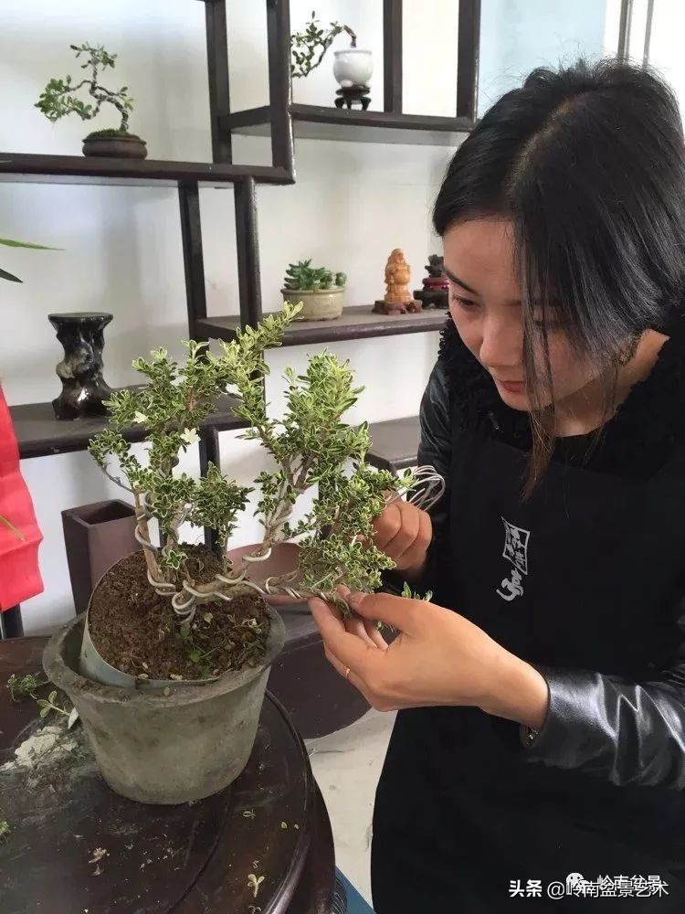 女盆景师丁昕,丁昕盆景