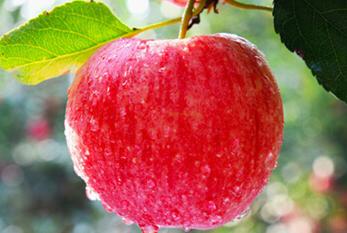 2023苹果批发价多少钱一斤,现在苹果批发价多少一箱