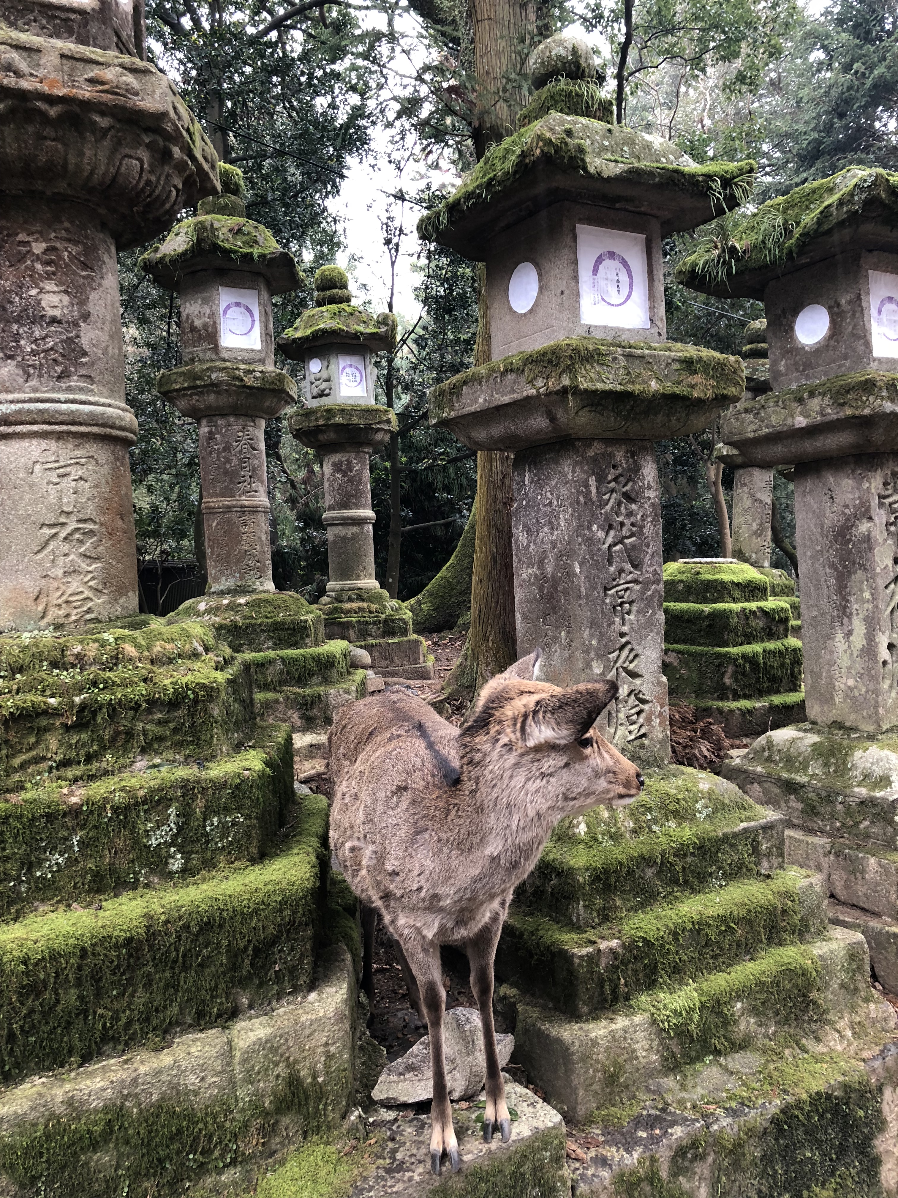 奈良公园小神鹿,日本奈良公园遇见“神鹿”