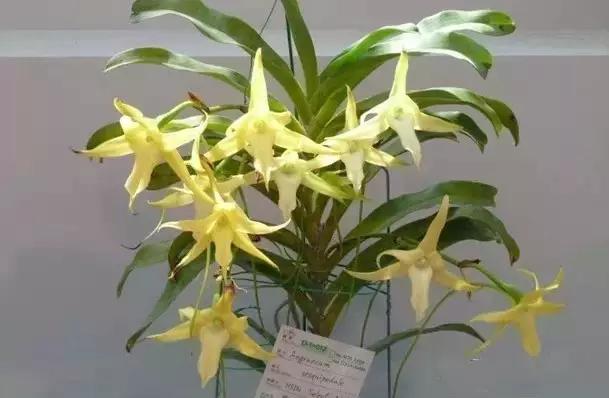 极品中的精品兰花,带你回忆天价兰花蕙兰篇