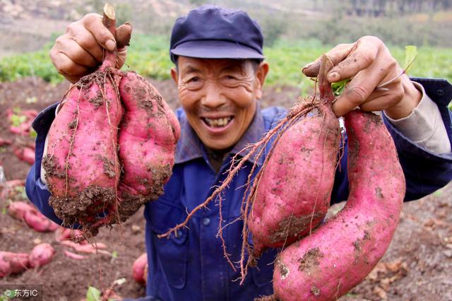 种植水果怎么找销路,农村种植的水果卖不出去怎么办