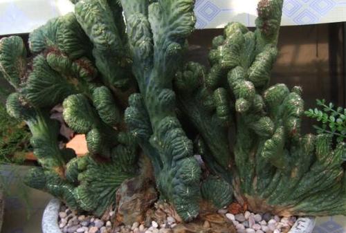 山影拳怎么养才能开花,盆栽山影拳怎么养