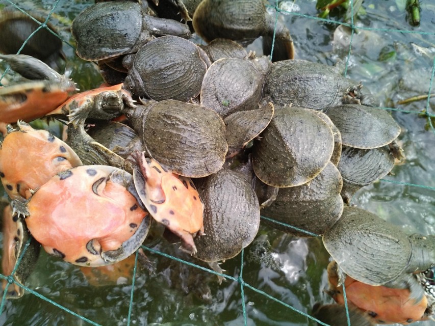 池塘甲鱼养殖技术与管理方法,甲鱼养殖是特种养殖吗