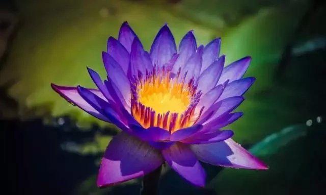 睡莲开花时我们准备去哪里,睡莲在白天开花还是在夜里开花