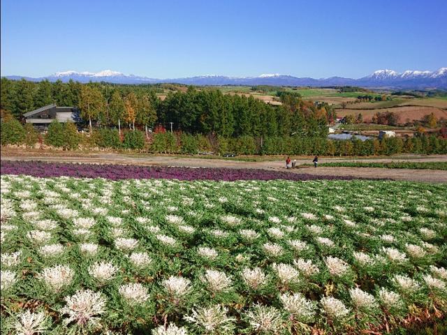 北海道登别到美瑛町需多久,日本北海道美瑛川的雪景