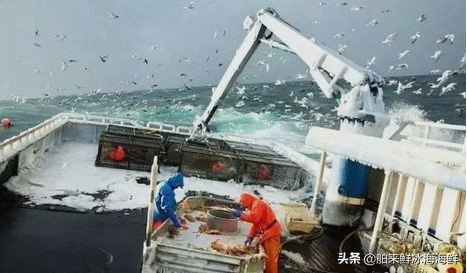 海鲜中的霸道总裁-帝王蟹，味蕾上的极致诱惑