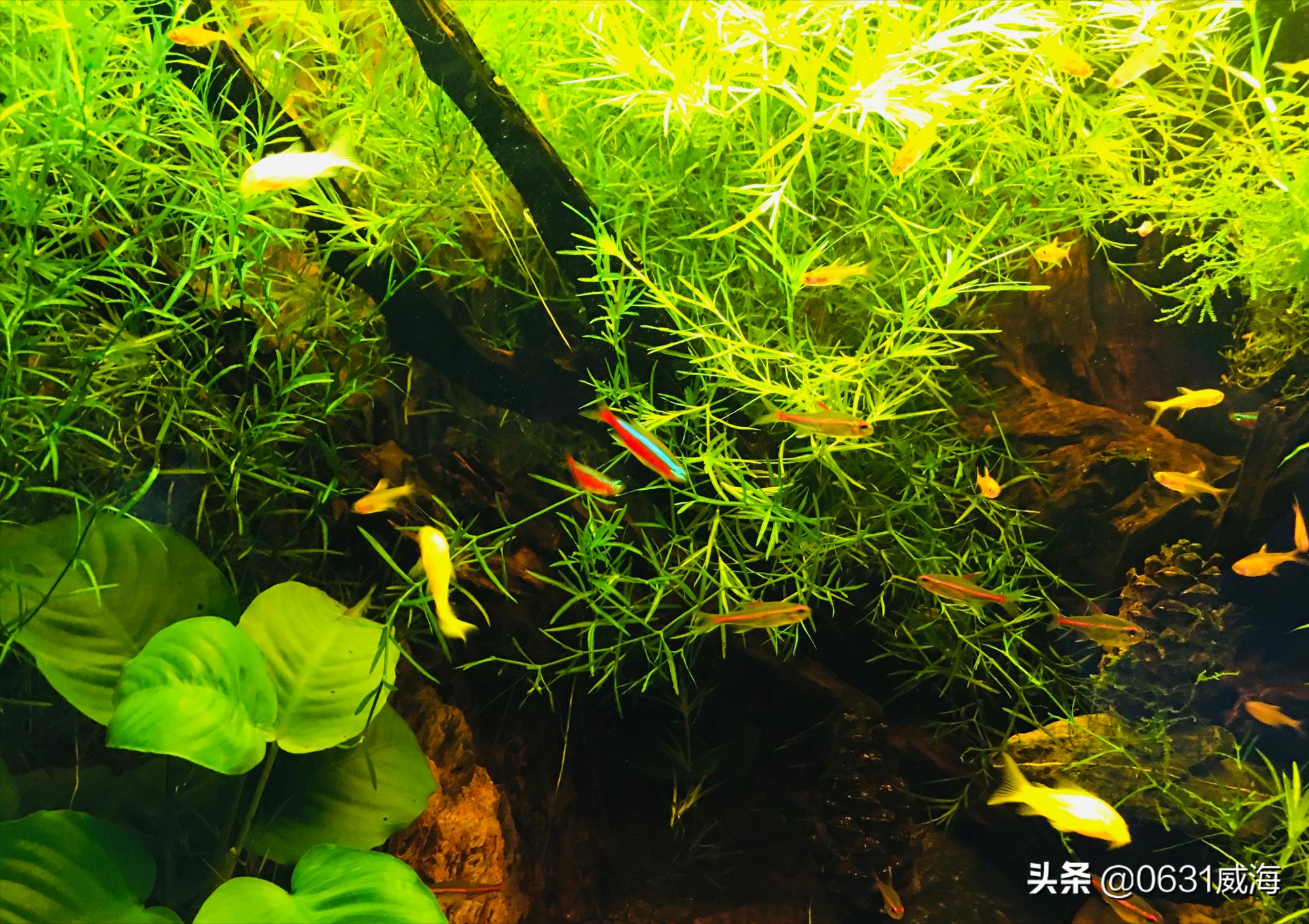 黑壳虾爆缸有什么缺点,黑壳虾老是被底滤吸走