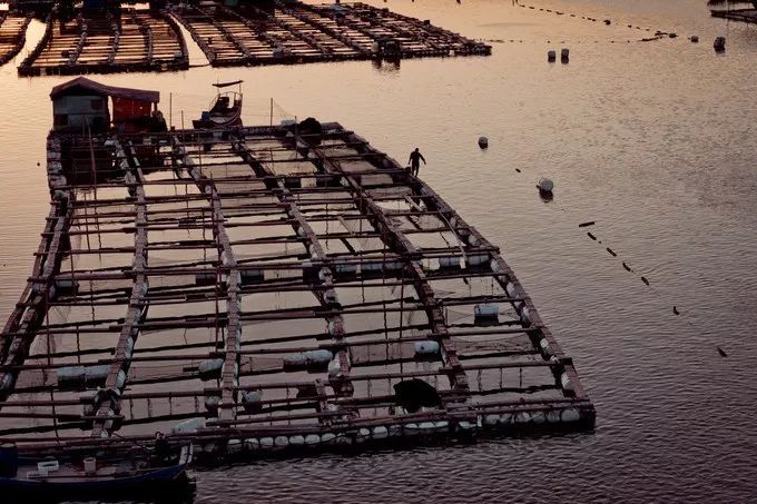 霞是光，浦是海：光与海的对话，吟唱出最美的滩涂