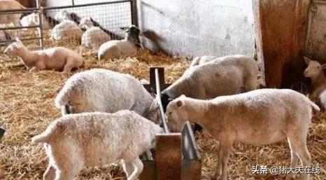 缇婂満姣嶇緤濡備綍鍒嗙兢,灏忔瘝缇婂嚑涓湀鍙互鍏ョ兢