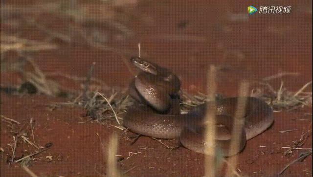 跟狮子抢肉，怼非洲鬣狗，看硬核“平头姐”成长史！