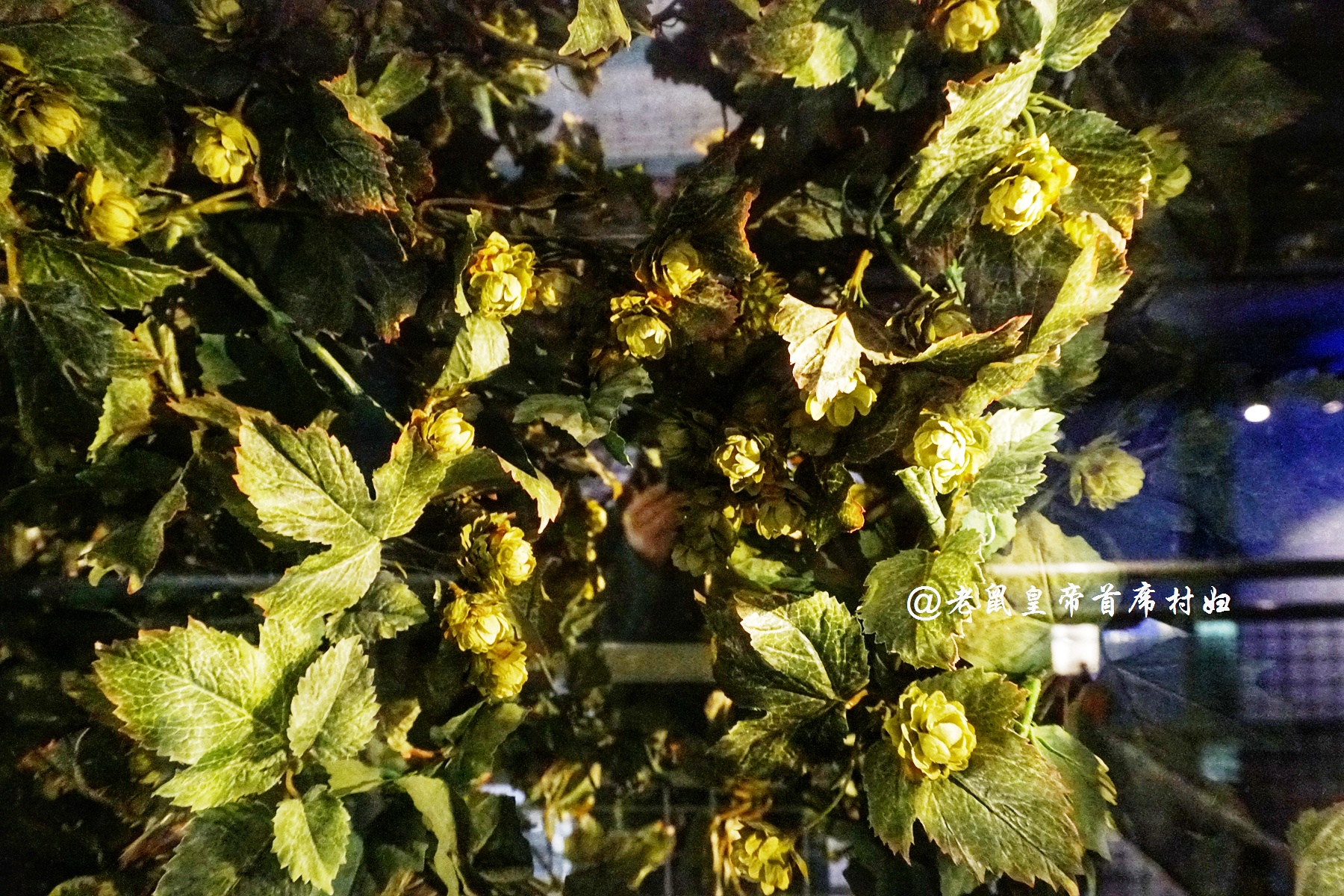 剑桥数学老师加盟，一杯黑啤含3000万泡泡，养活首都三分之一人口