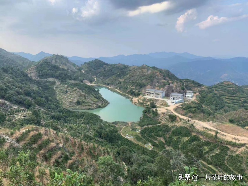 岭头单枞与凤凰单枞区别,大红袍和凤凰单枞的区别