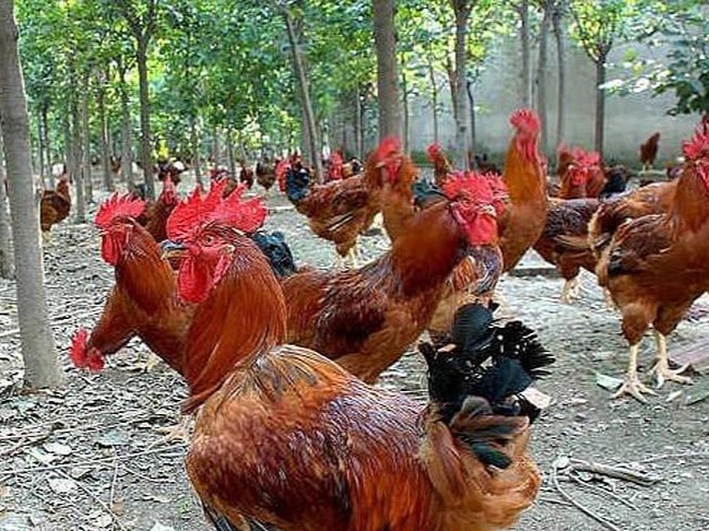 公鸡饲养成本,散养公鸡和笼养公鸡的区别
