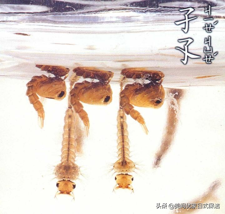 家居常见虫图片大全,家居虫类科普图文