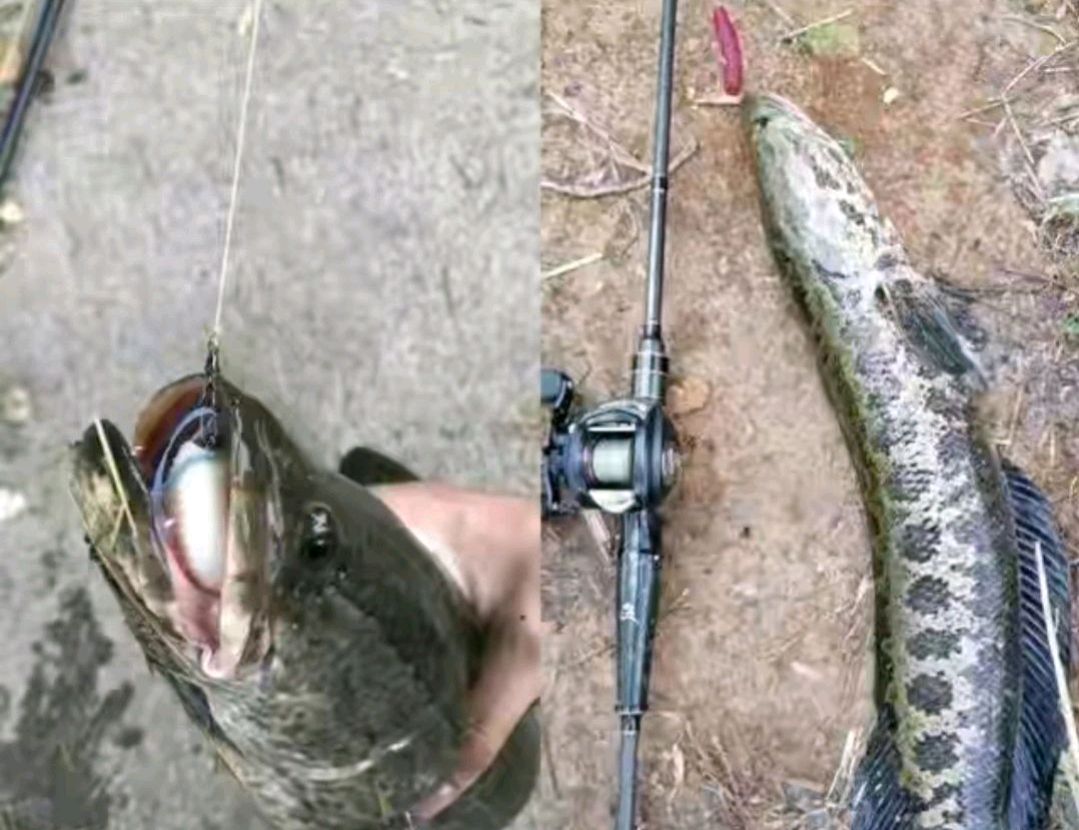 黑鱼有多危险,黑鱼为什么会保护自己的孩子