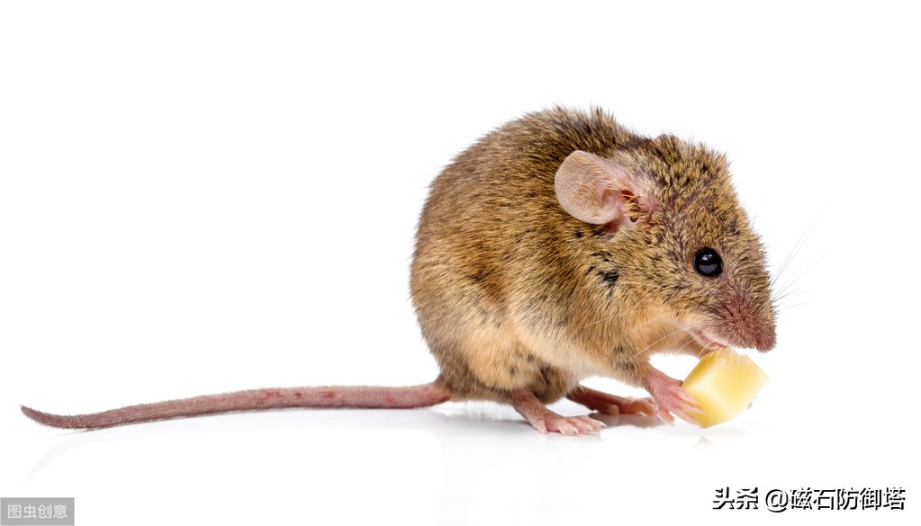 老鼠怎么那么可恶,大家说老鼠可怜吗