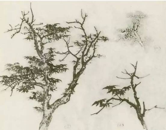 画树教程,怎么画树好看又超级简单