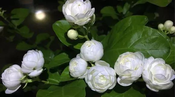 买回来的花带花苞需要剪掉吗,这5种花千万别随意换盆