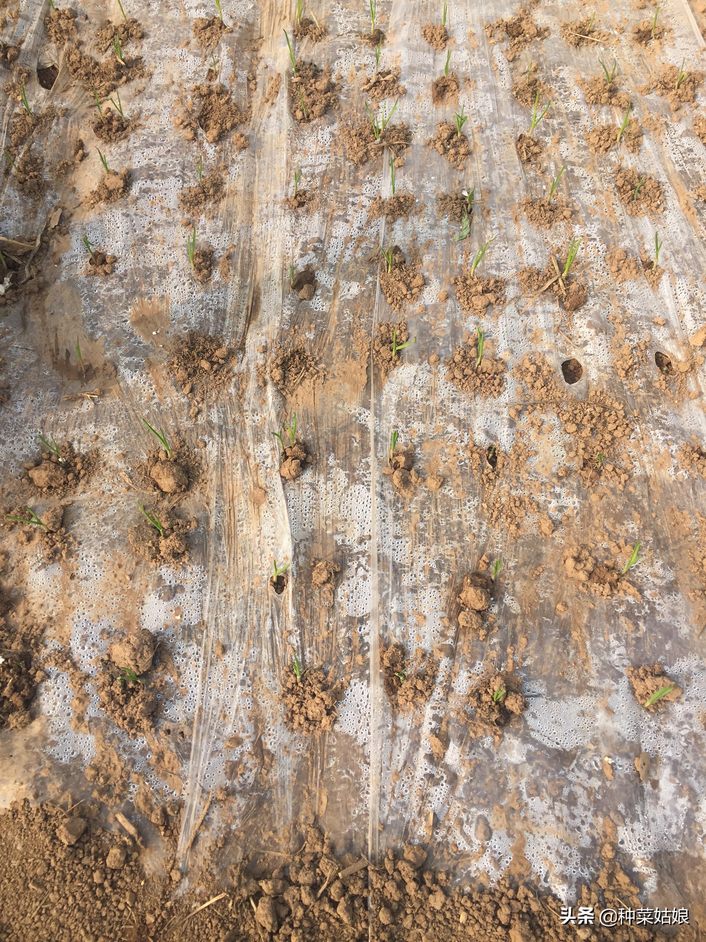 种蒜只长叶不结蒜,种蒜不出九这个九指的是什么