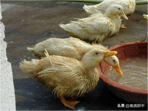 鸭眼流粘液,鸭支原体