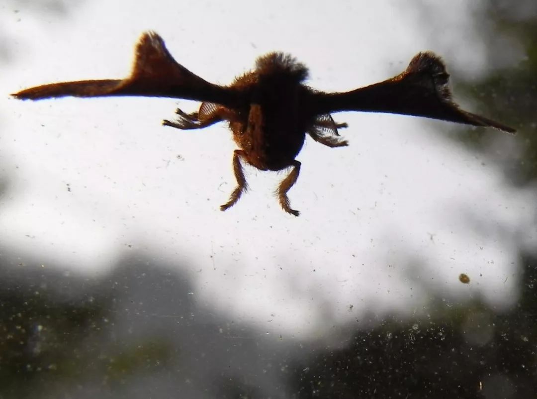 传说中的蛊虫真的有吗,传说中的扑棱蛾子