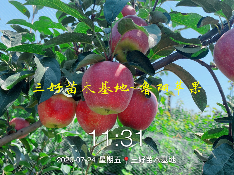 苹果苗新品种鲁丽成熟时间,鲁丽苹果苗短枝与长枝区别