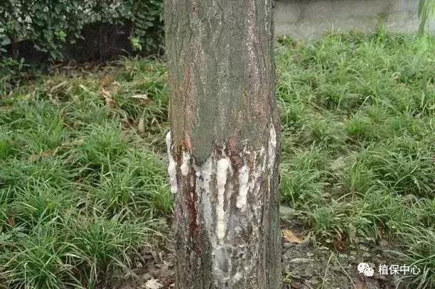 几种果树根部病害的症状识别与防治