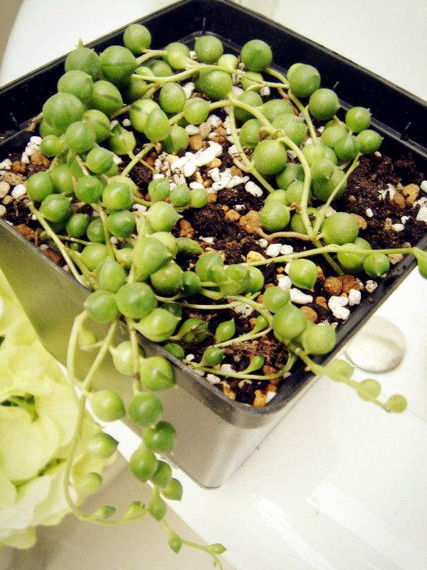 佛珠吊兰藤蔓的养殖方法,多肉吊兰佛珠养殖方法