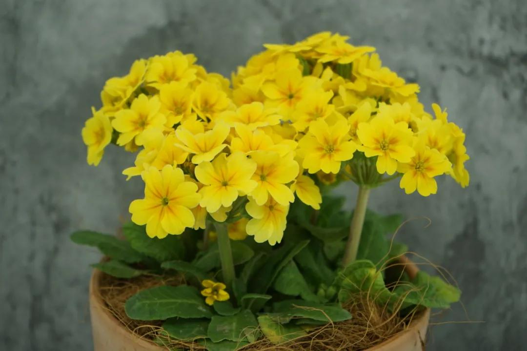 这43个来自世界各地的新品种,快来看看有没有你的菜