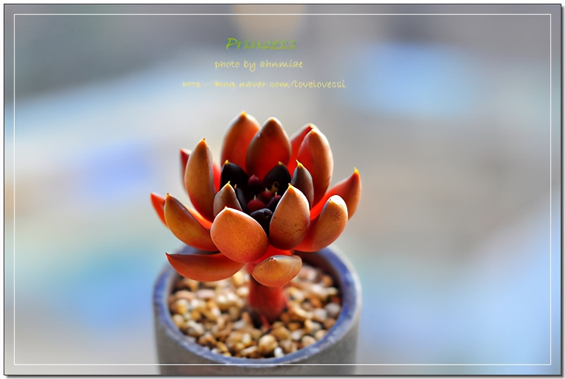 韩国多肉有多仙,韩国公主多肉图片大全