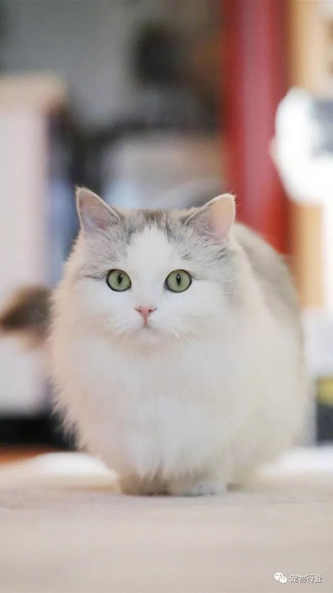 猫头部神经疾病,猫脑神经受损的原因