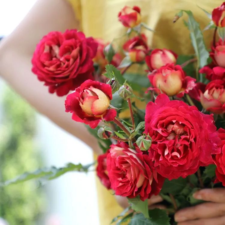 红红火火月季花图片,月季花红色有哪些品种好看
