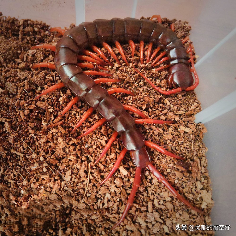 加拉帕戈斯巨人蜈蚣最大个体,加拉帕戈斯巨型蜈蚣科普