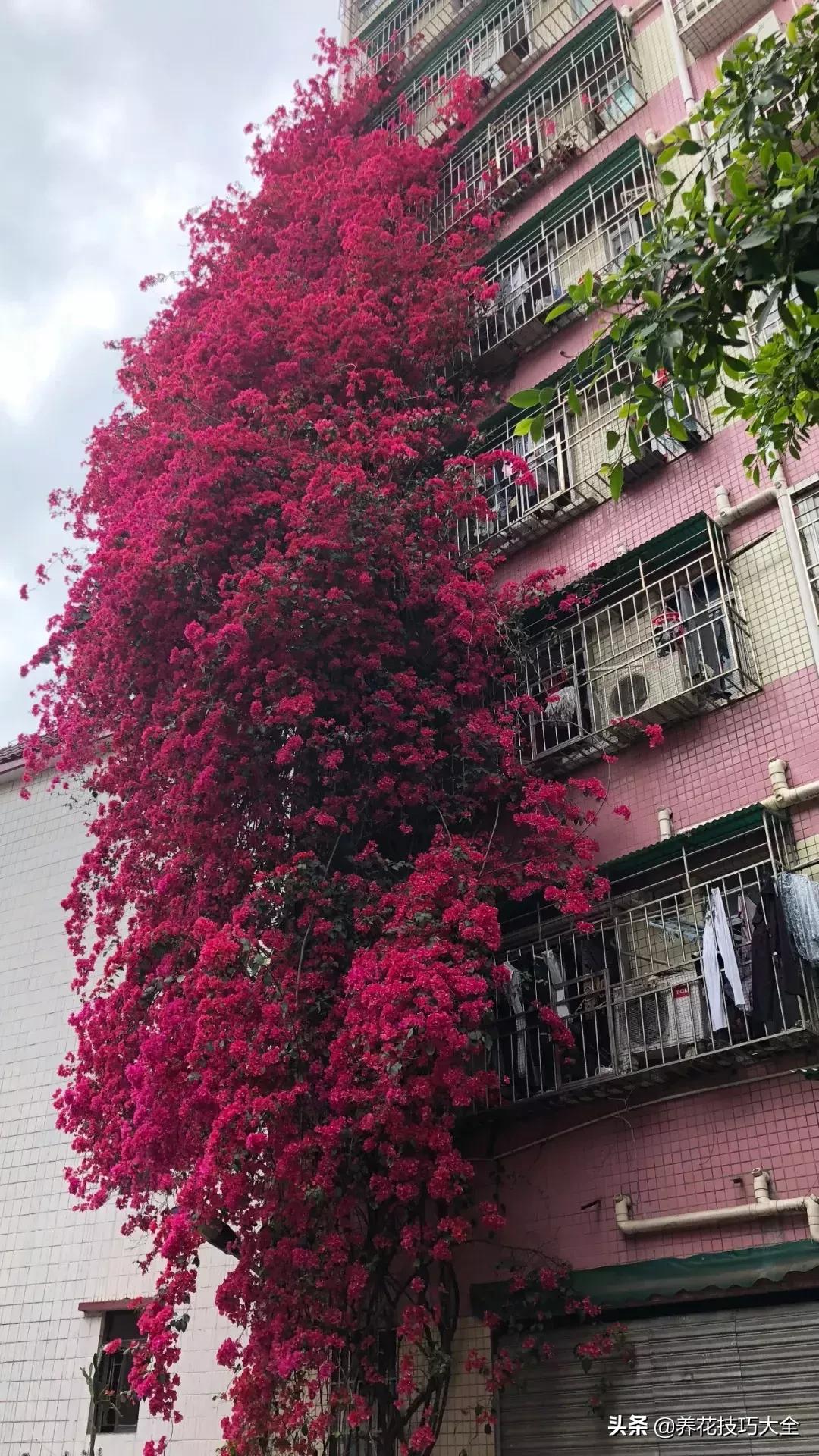 这十种爬藤花一开就是三年,3种极品爬藤花30天爬满庭院农村