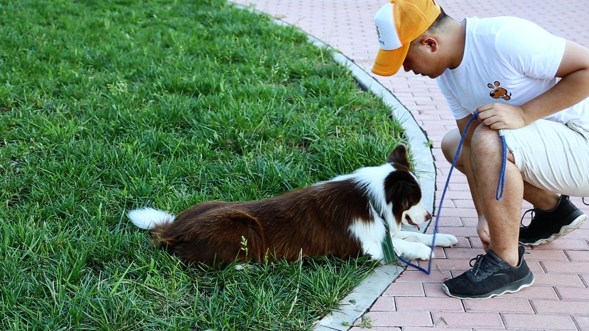 狗狗常见的皮肤病怎么简单的治疗,狗狗四种常见病该用什么药