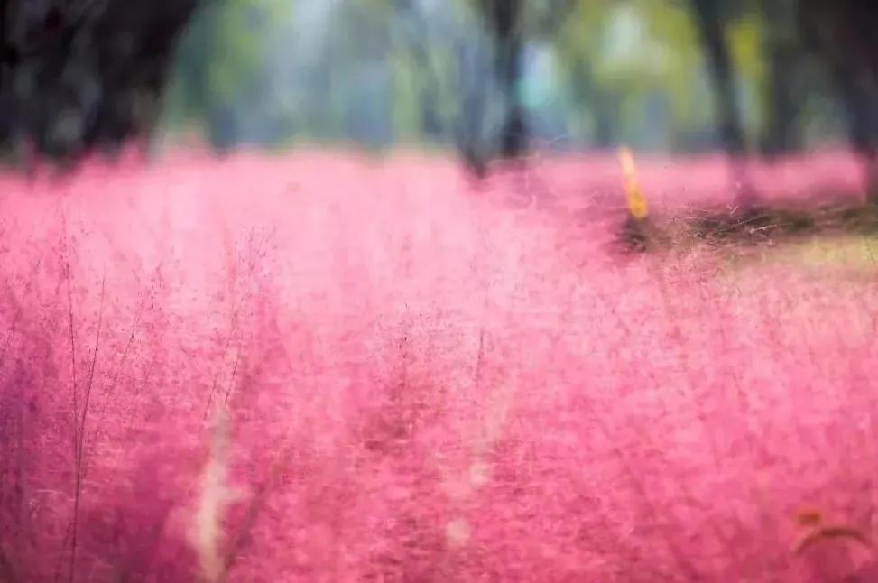 冷门私享！藏在这个古村落的秋日浪漫，偷偷告诉你！