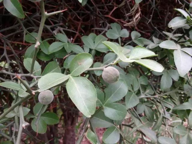 我国很多成语与植物有关,汉语成语中的植物文化