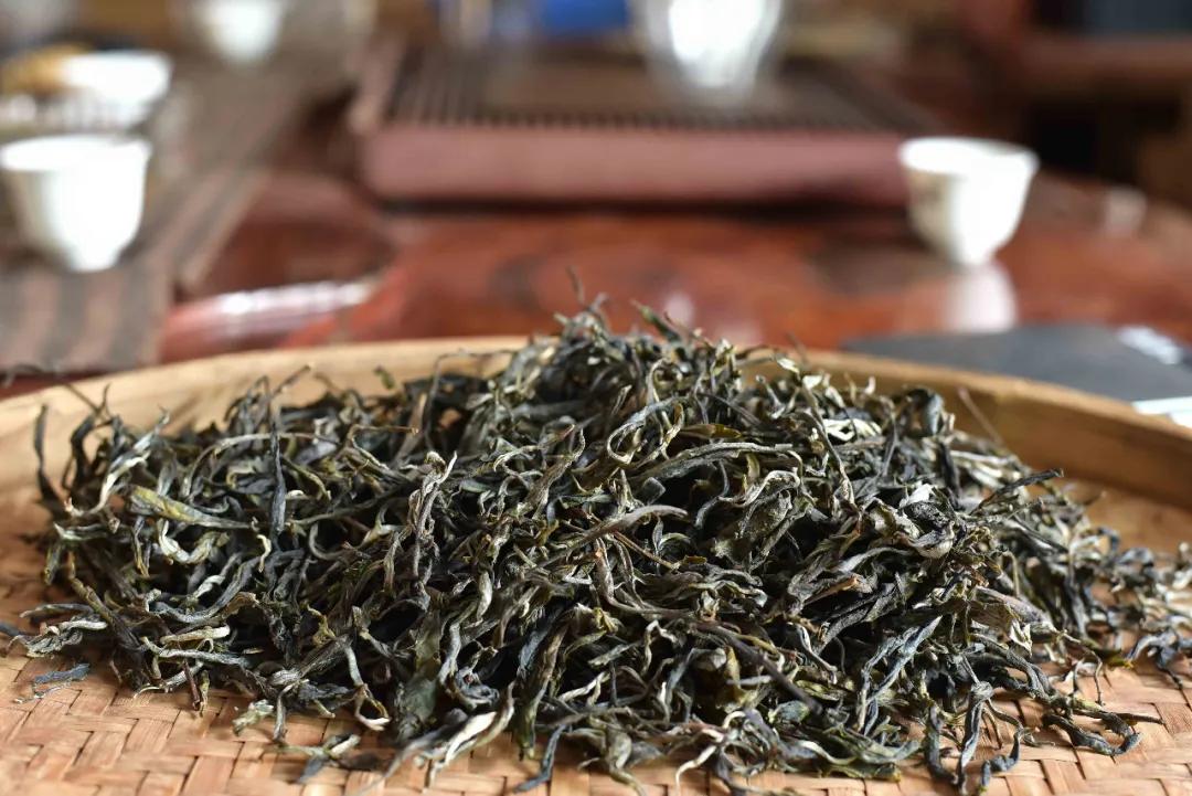 普洱六大古茶山,云南普洱景东茶山