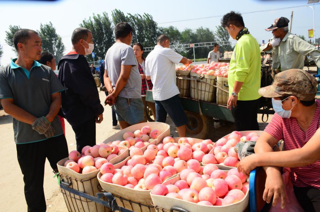 烟台红将军苹果今日价,红将军苹果最新价格行情