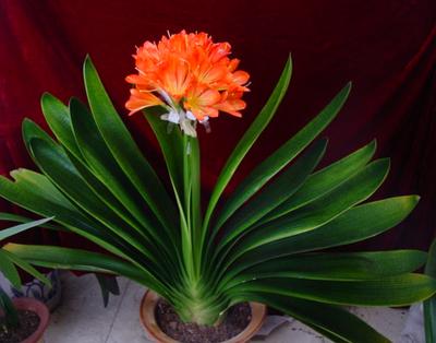 花中君子——君子兰，最详细的君子兰栽培技术，教你分分钟养好花