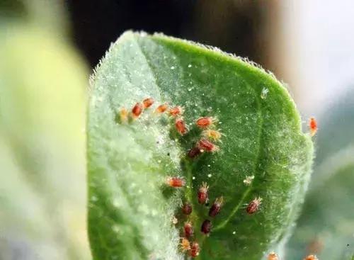 怎么施肥和杀虫,施肥加什么杀虫最快