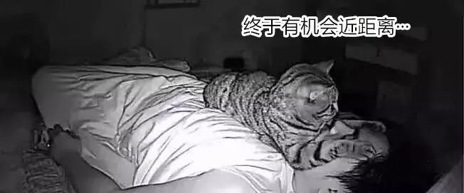 养了5年的猫居然让我丢掉,我养了七只猫