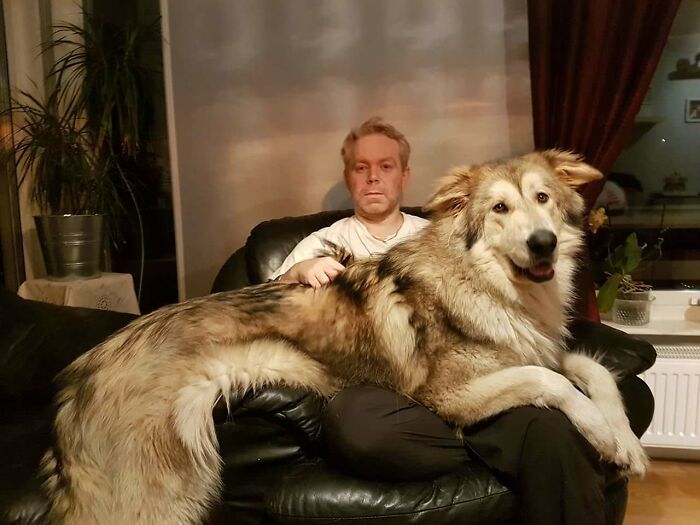 这些狗长大后有多猛,盘点比你想象中大的多的狗